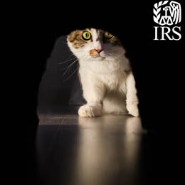 White and brown kitten peeking through a mouse hole; white IRS logo upper right corner