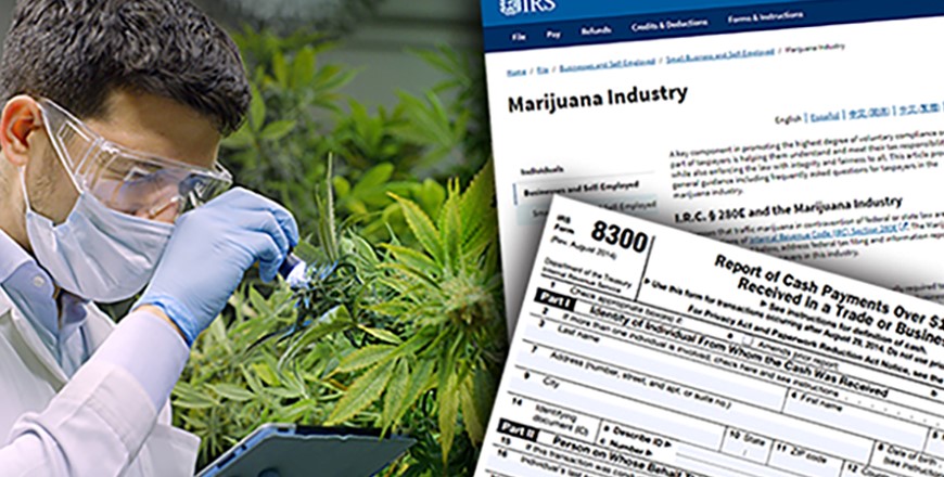 Picture of a man observing a marijuana plant next to the IRS.gov webpage for Marijuana Industry and Cash Tax Form.